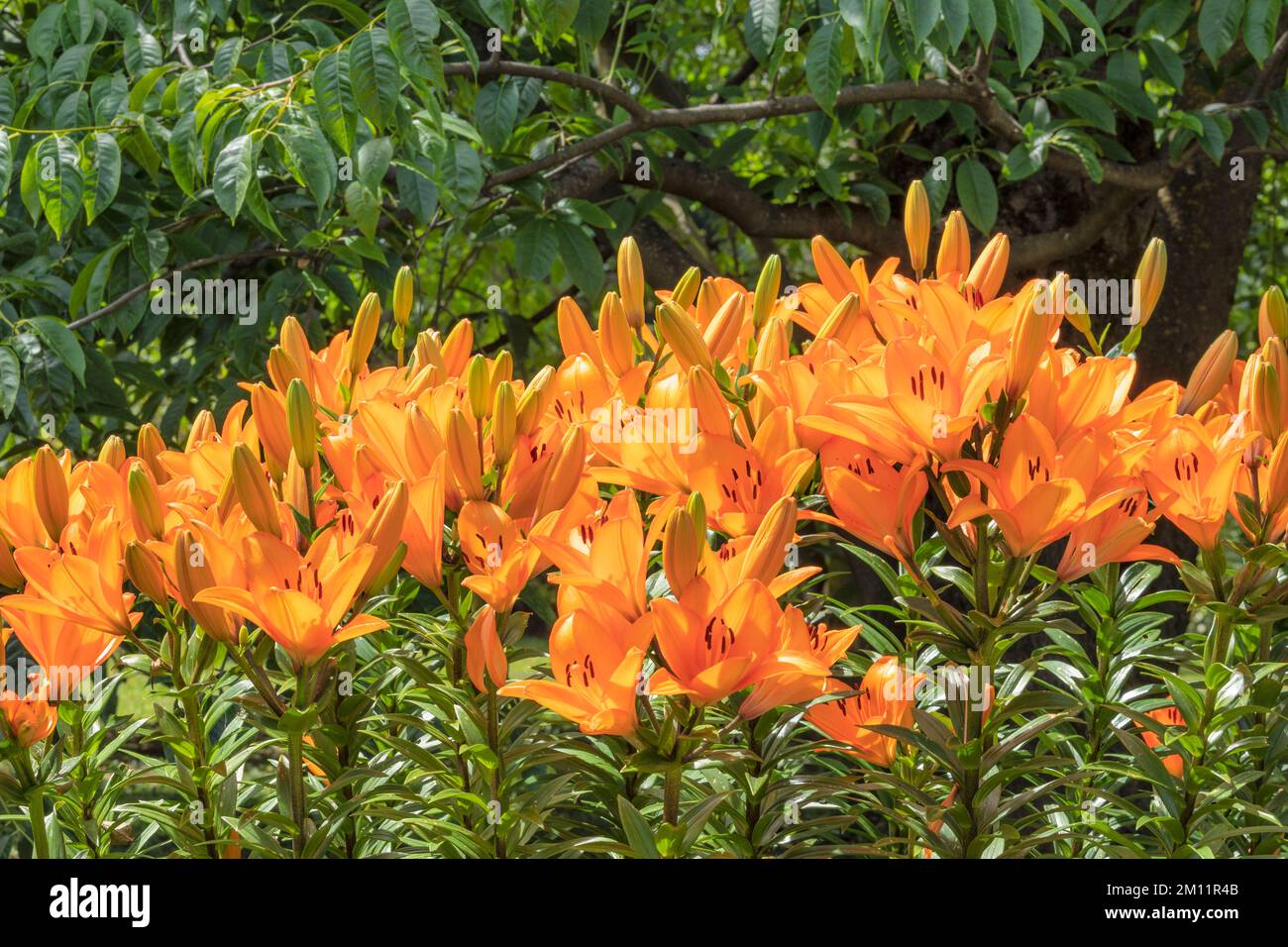 Lilies in the Botanical Gardens of Villa Taranto, Verbania, Lake Maggiore, Piedmont, Italy Stock Photo