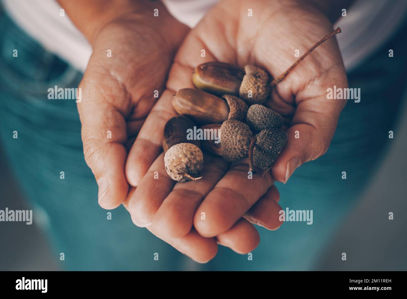 Acorn In Hand Close up of young woman hands holding a lot of acorns. Autumn lifestyle ...
