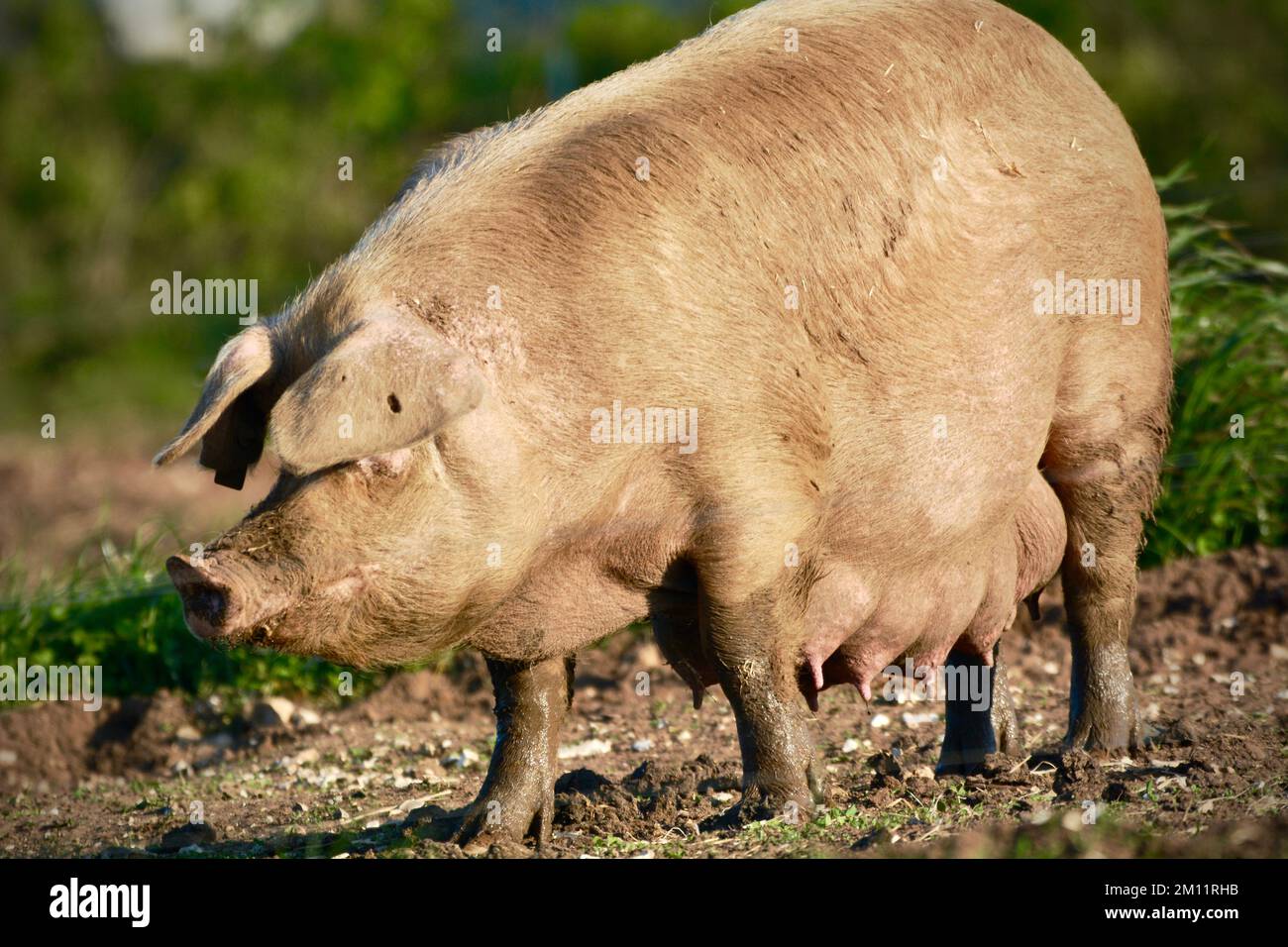 Female with big teats hi res stock photography and images Alamy Female with big teats hi res stock photography and images Alamy