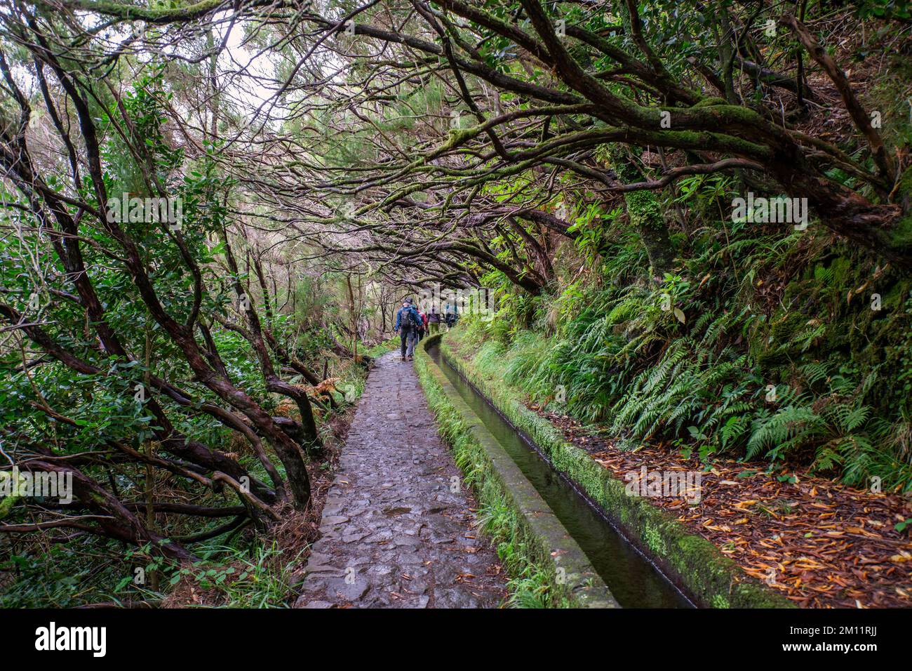 Hiking trail with levada near Rabaçal on Madeira Stock Photo