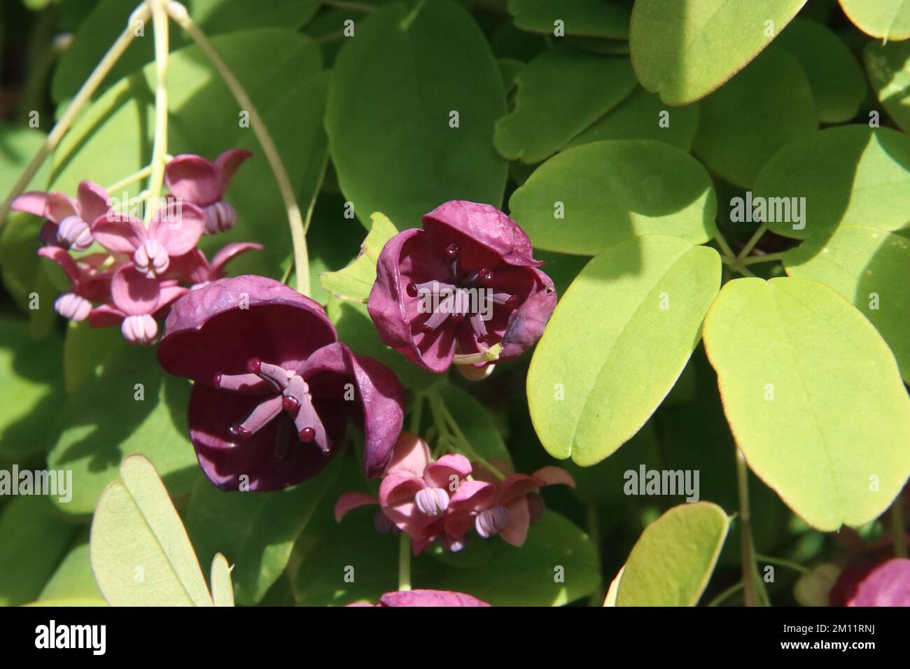 Flowers of Chocolate Vine Plant Akebia quinata Stock Photo Alamy