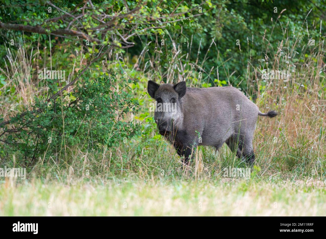 Wild boar (Sus scrofa) at the edge of the forest, boar, summer, Hesse, Germany, Europe Stock Photo