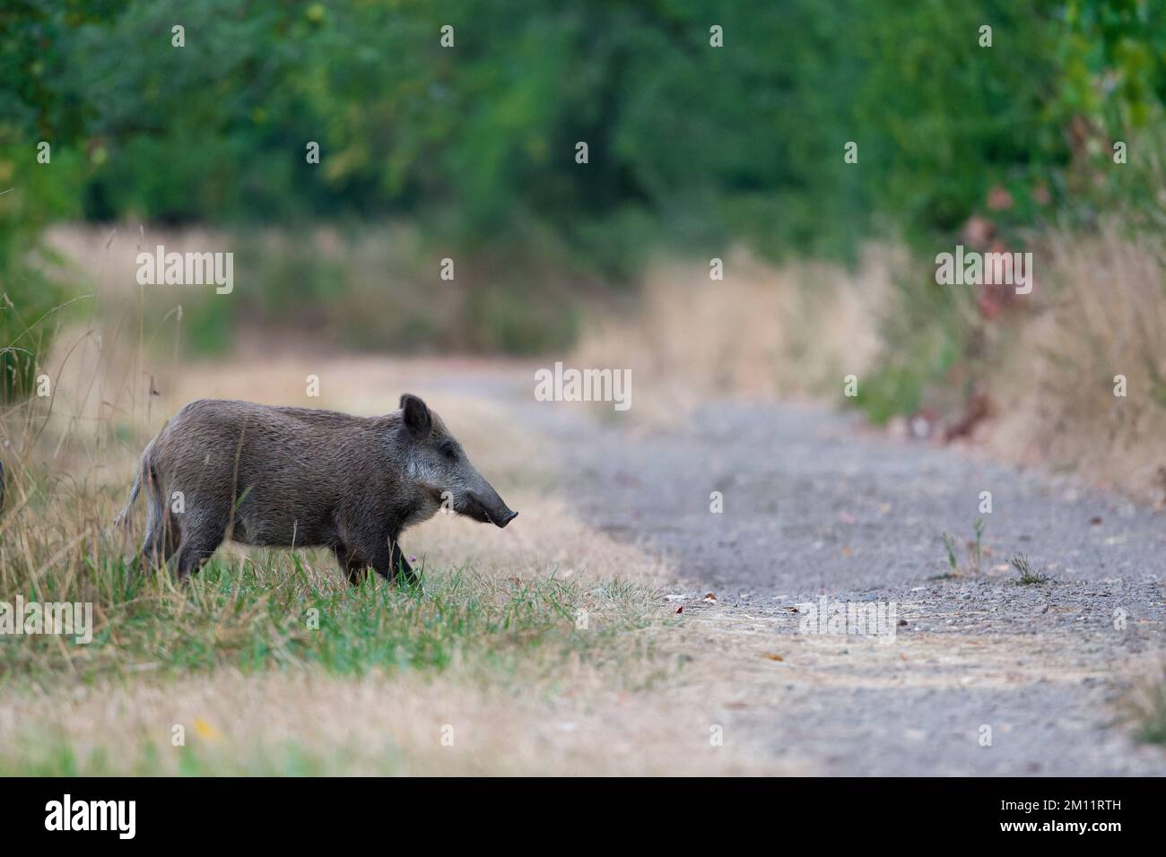 Wild boar (Sus scrofa) wants to cross a path, sow, summer, Hesse, Germany, Europe Stock Photo