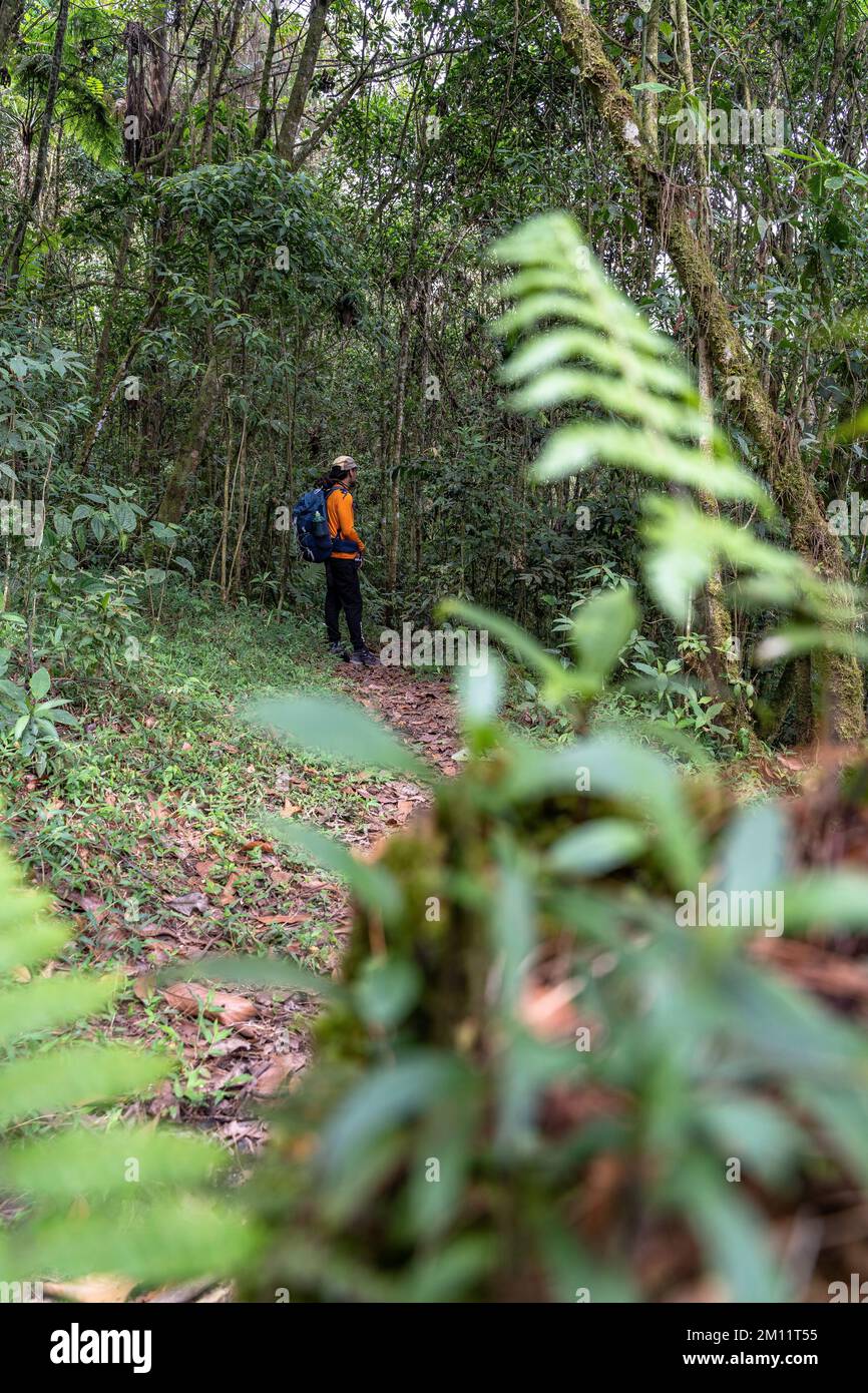 South America, Colombia, Departamento de Antioquia, Medellín, Envigado, hiker in the mountain forest near Envigado Stock Photo
