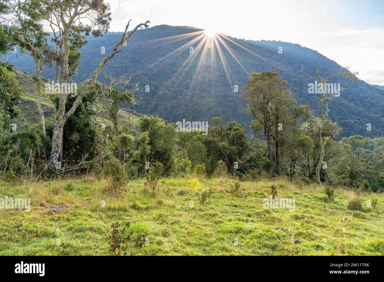 Sunrise over colombian mountain forest hi-res stock photography and