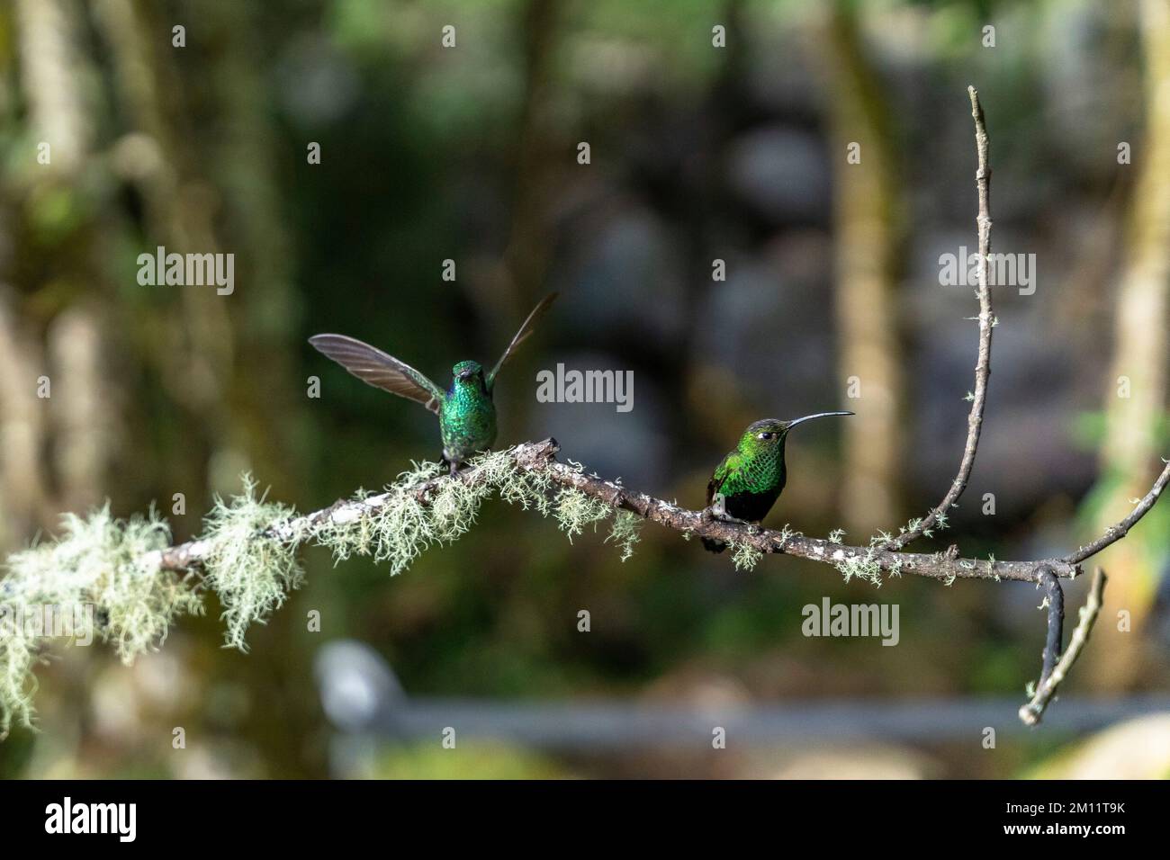 South America, Colombia, Department of Antioquia, Colombian Andes, Urrao, Hummingbirds at ramo del Sol Stock Photo