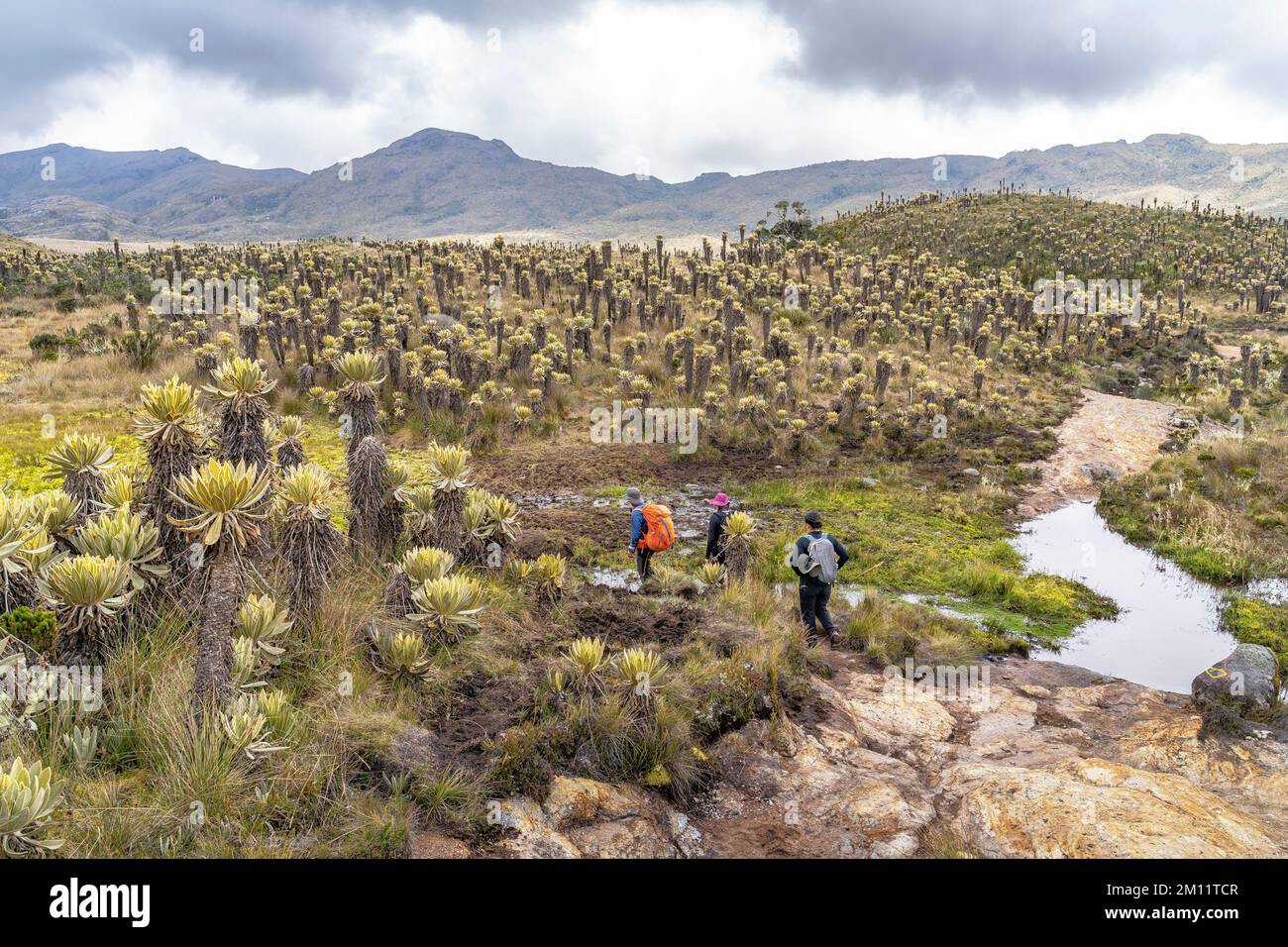 South America, Colombia, Departamento Antioquia, Colombian Andes, Urrao, hiker in the Andean landscape of ramo del Sol Stock Photo