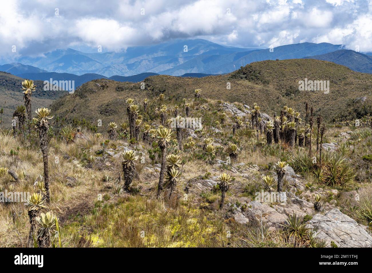 South America, Colombia, Department of Antioquia, Colombian Andes, Urrao, mountain scenery at ramo del Sol Stock Photo