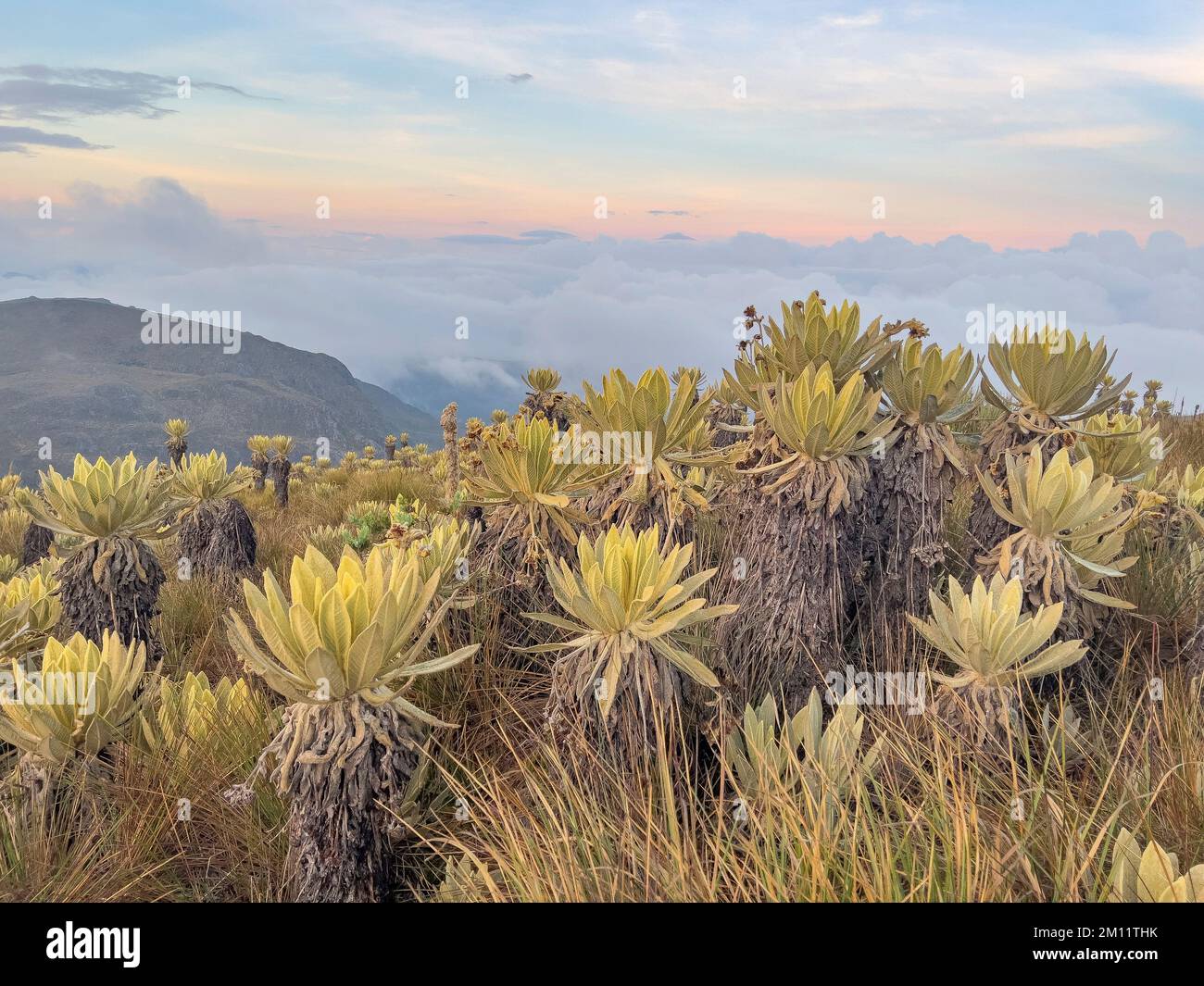 South America, Colombia, Department of Antioquia, Colombian Andes, Urrao, sunset at ramo del Sol Stock Photo