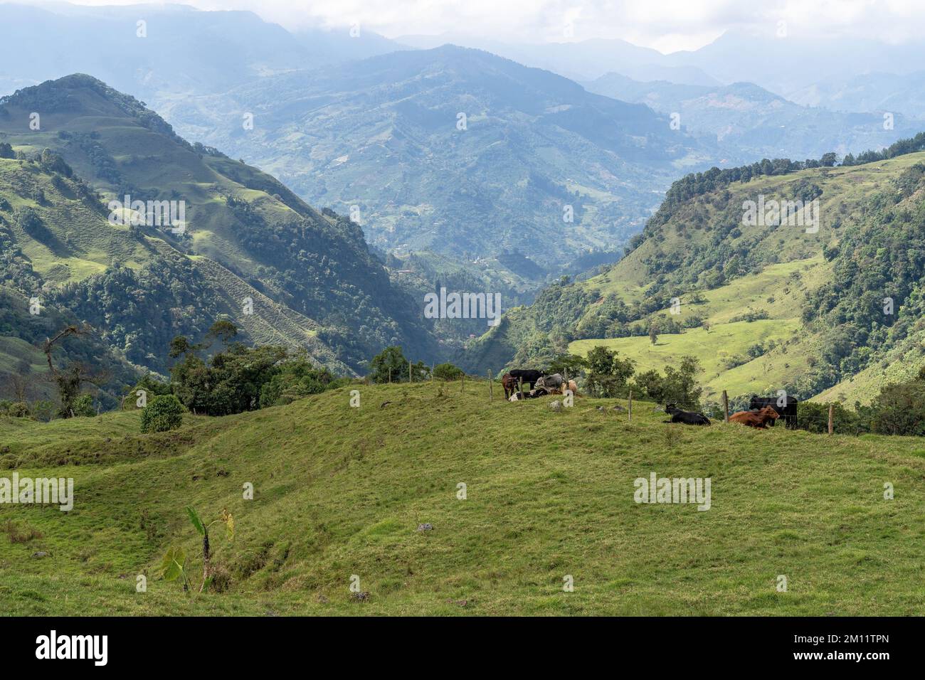 South America, Colombia, Departamento de Antioquia, Colombian Andes, Jardín, cows in the Andean landscape on the way to Cueva del Esplendor Stock Photo