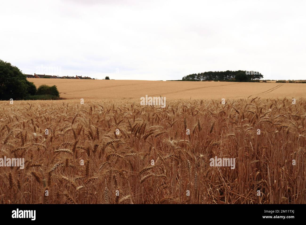 Field of ripe wheat, Foljambe Estates, Osberton, Worksop, Notts, England, UK Stock Photo