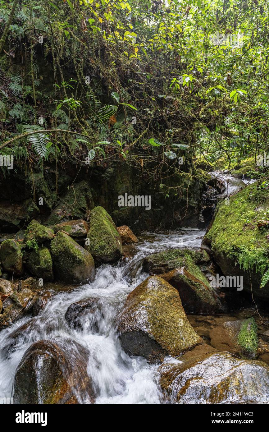 South America, Colombia, Departamento de Antioquia, Medellín, Envigado, Natural Paradise in Quebrada la Miel Stock Photo