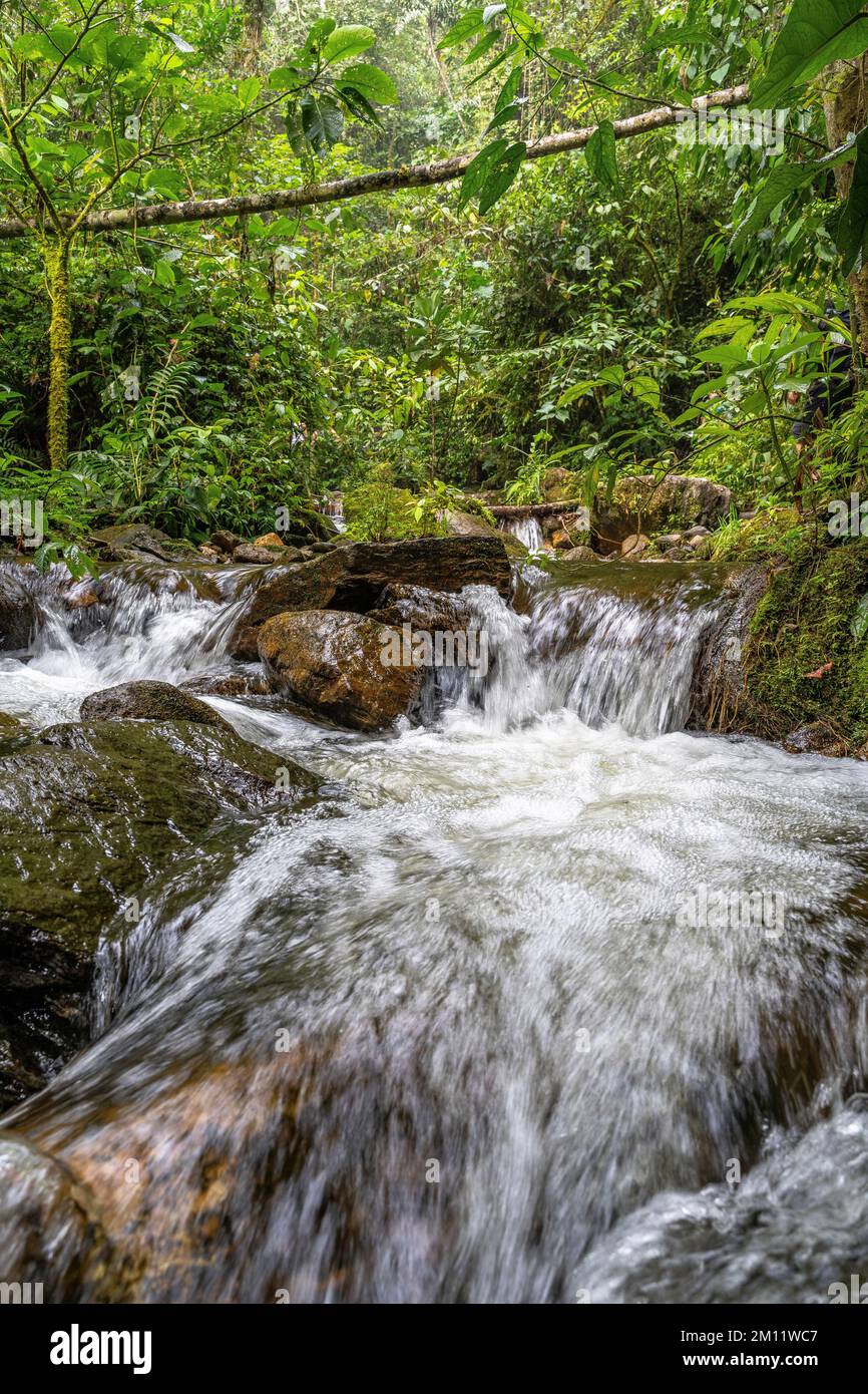 Picturesque forest scene in the canyon quebrada la miel hi-res stock ...