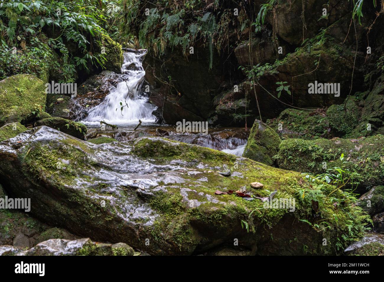 South America, Colombia, Departamento de Antioquia, Medellín, Envigado, Picturesque forest scene in Quebrada la Miel Stock Photo