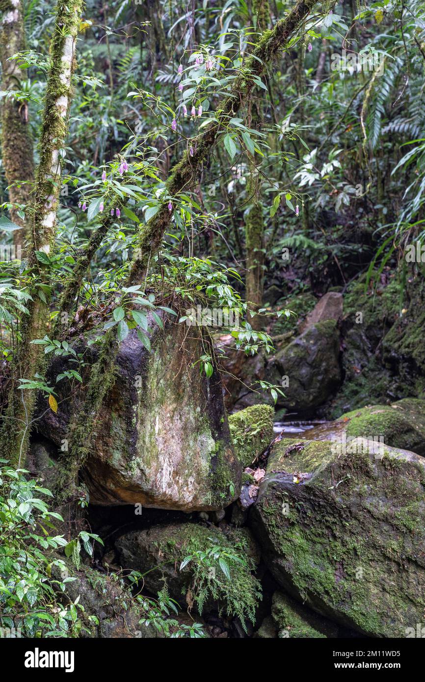 South America, Colombia, Departamento de Antioquia, Medellín, Envigado, forest scene in the canyon Quebrada la Miel Stock Photo