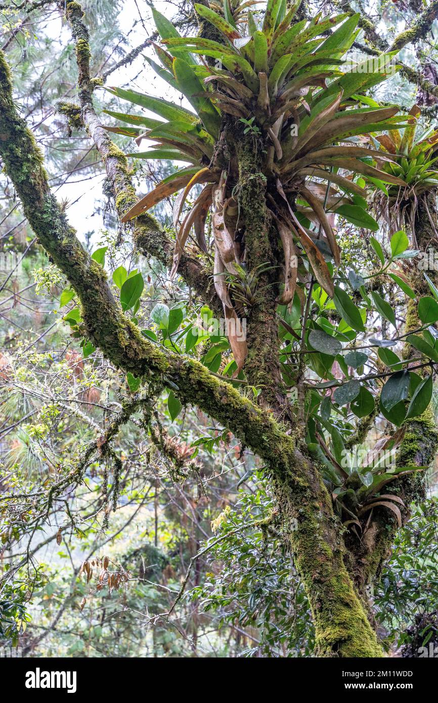 South America, Colombia, Departamento de Antioquia, Medellín, Envigado, vegetation in the canyon Quebrada la Miel Stock Photo