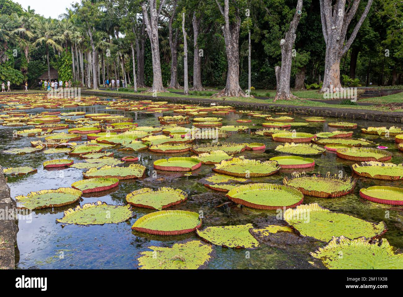 Sir Seewoosagur Ramgoolam Botanical Garden, pond with Victoria Amazonica Giant Water Lilies, Mauritius Island, Africa Stock Photo