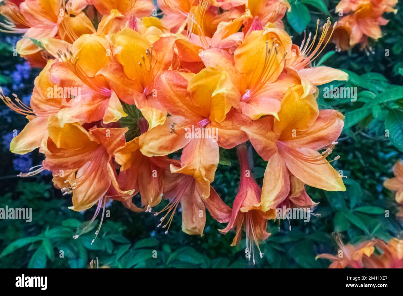 Azaleas in Bloom, Greenwich Park, Greenwich, London, England Stock Photo