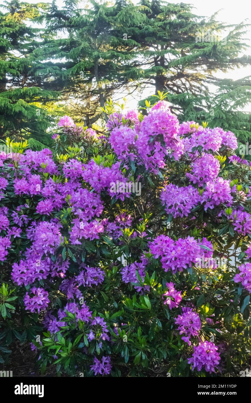 Azaleas in Bloom, Greenwich Park, Greenwich, London, England Stock Photo