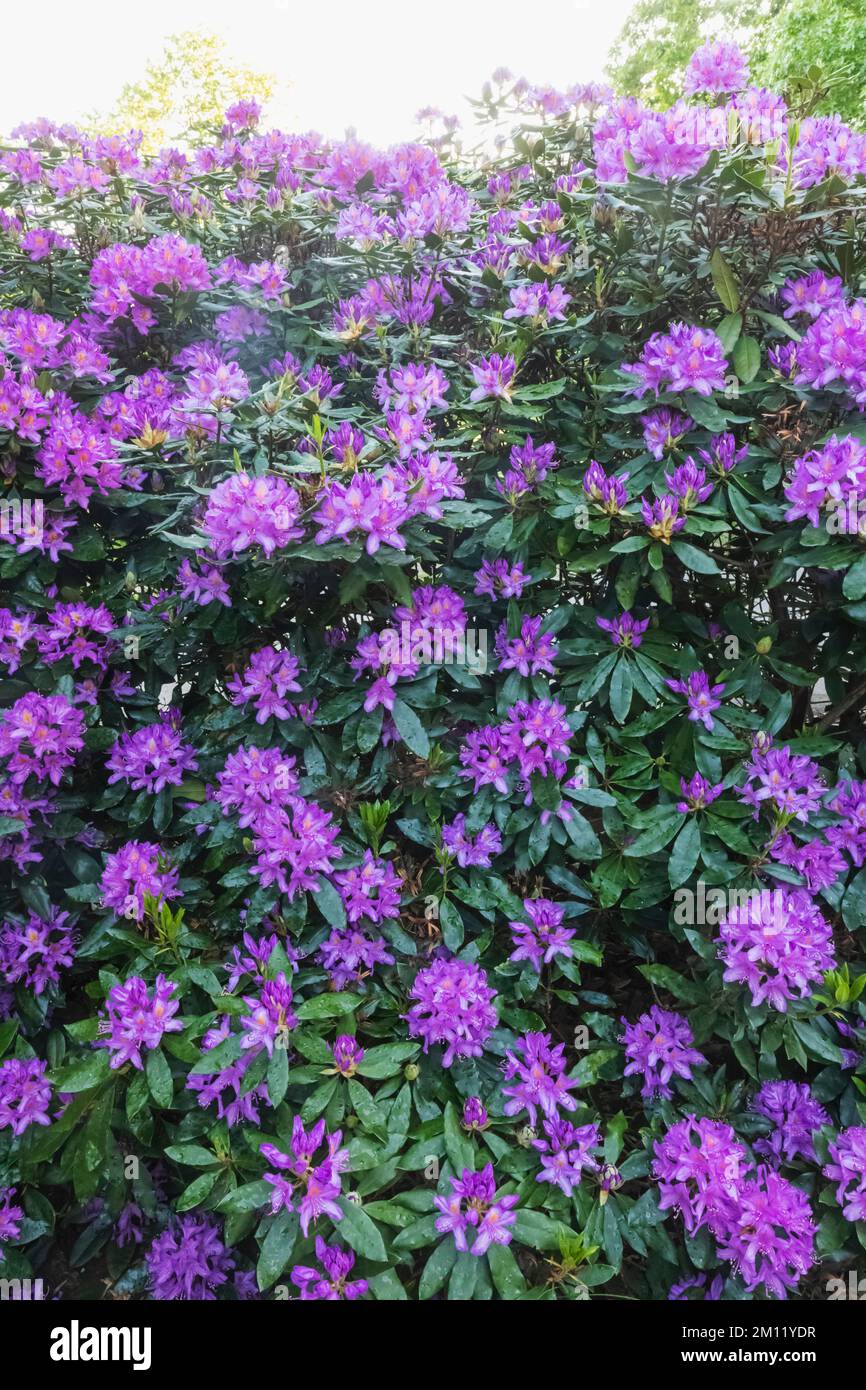 Azaleas in Bloom, Greenwich Park, Greenwich, London, England Stock Photo