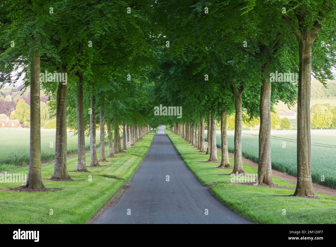 England, Dorset, Wimbourne Minster, Moor Crichel, Avenue of Beech Trees