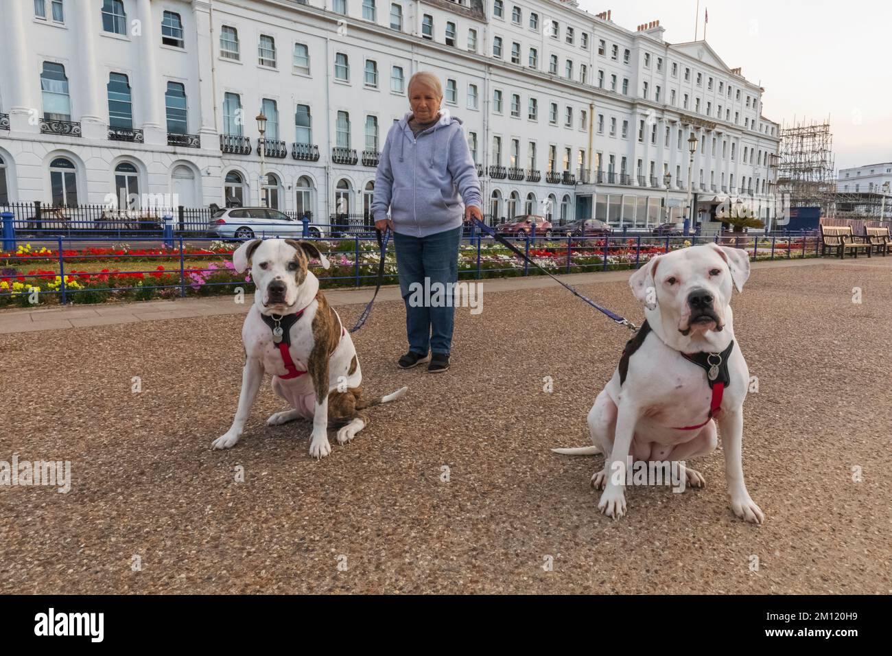 England, East Sussex, Eastbourne, Eastbourne Grand Parade, The Carpet Gardens and Seafront Hotels, Lady Walking Dogs Stock Photo