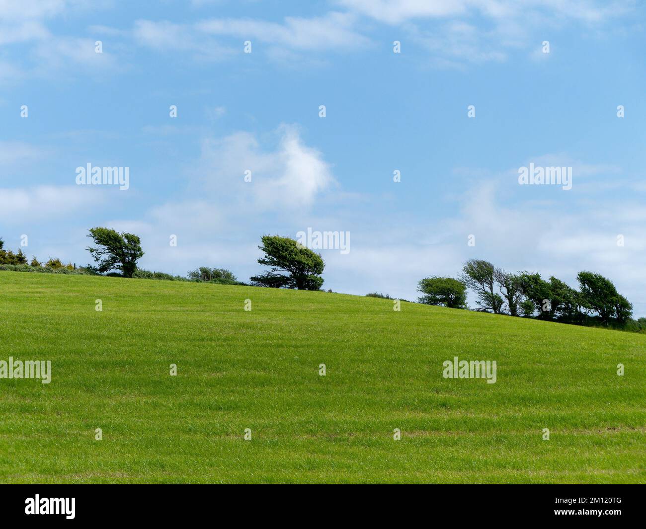 Beautiful trees on a hill, clear blue sky. Picturesque spring landscape, nature of Ireland. A copy space. Green grass field under blue sky Stock Photo