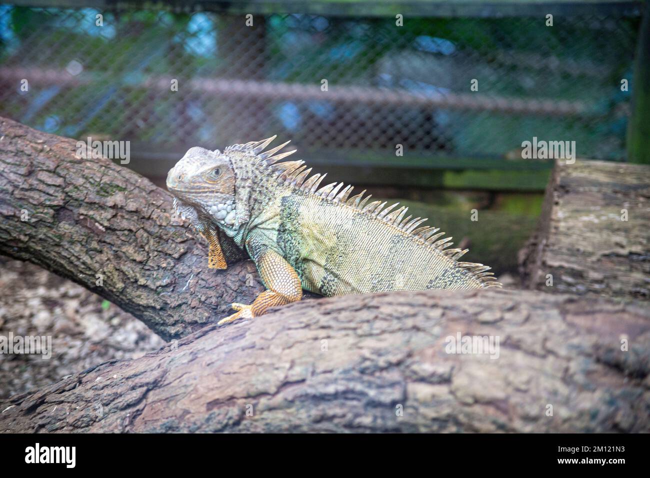 An Iguana La Vanille Nature Park, Mauritius Island, Africa Stock Photo