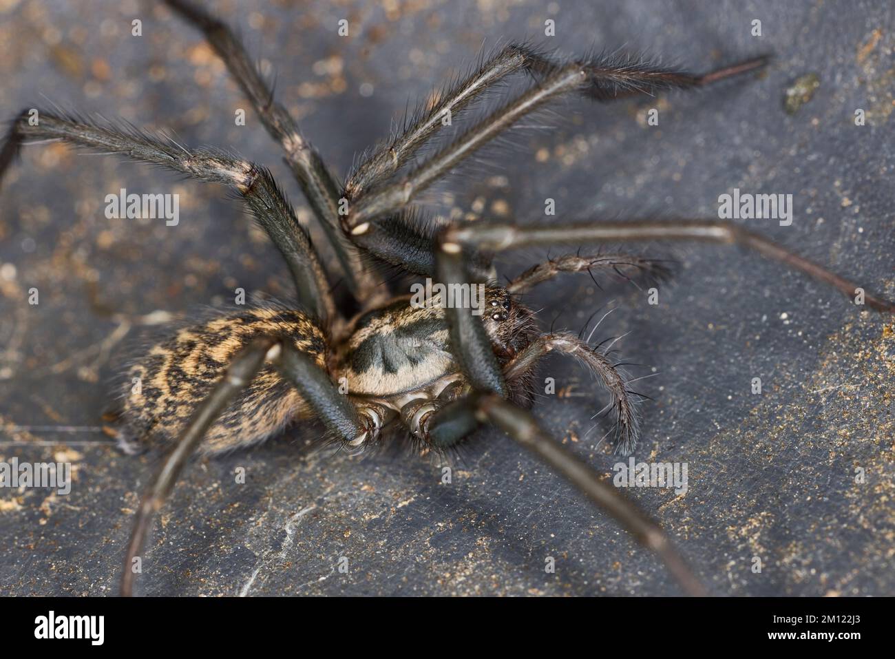 Spider, giant house spider Stock Photo
