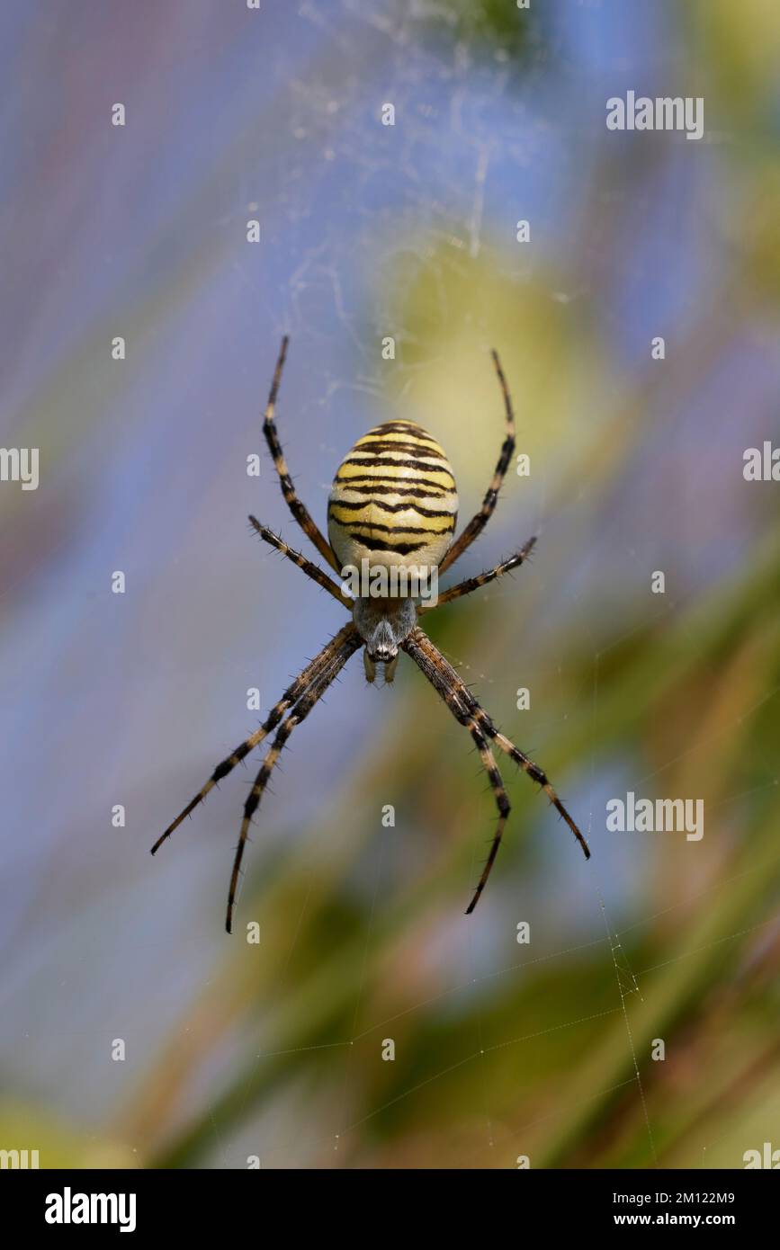 Spider, wasp spider, Argiope bruennichi Stock Photo