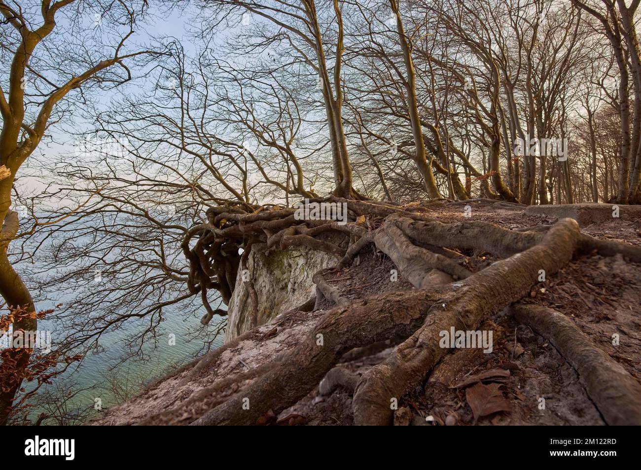 Germany, Mecklenburg-Western Pomerania, Jasmund, cliff, tree, root ...