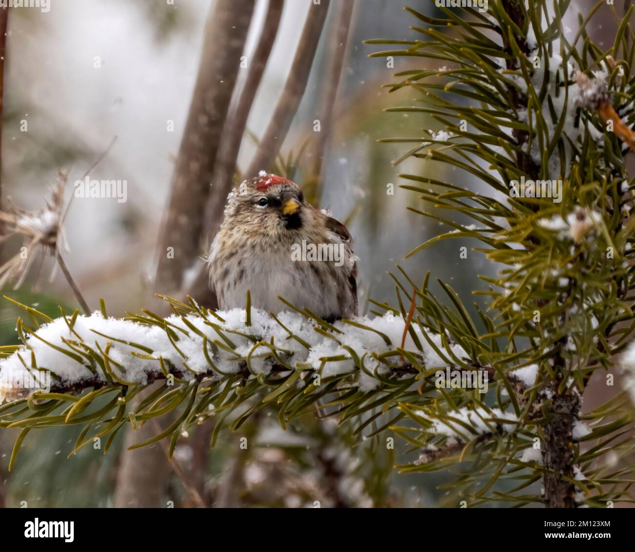 Red Poll female perched on a spruce branch with a forest background in the winter season with falling snow in its environment and habitat surrounding. Stock Photo