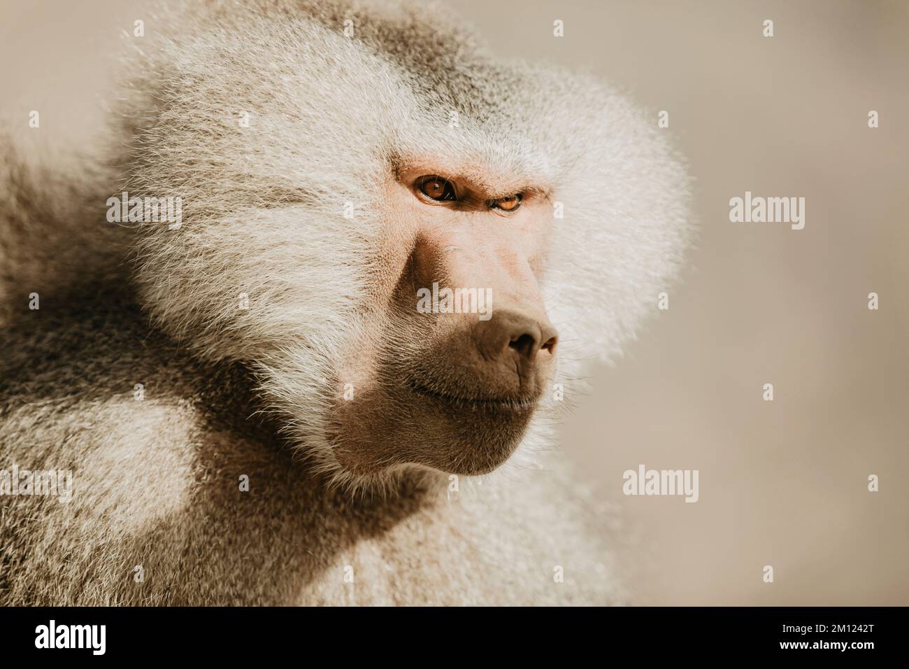 Saudi Arabia, Najran province, Najran, monkey, portrait Stock Photo