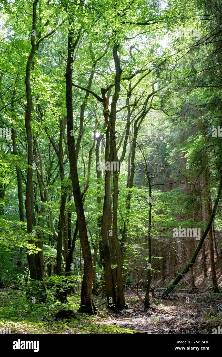 Europe, Germany, Rhineland-Palatinate, Hümmel, forest, trees, nature Stock Photo