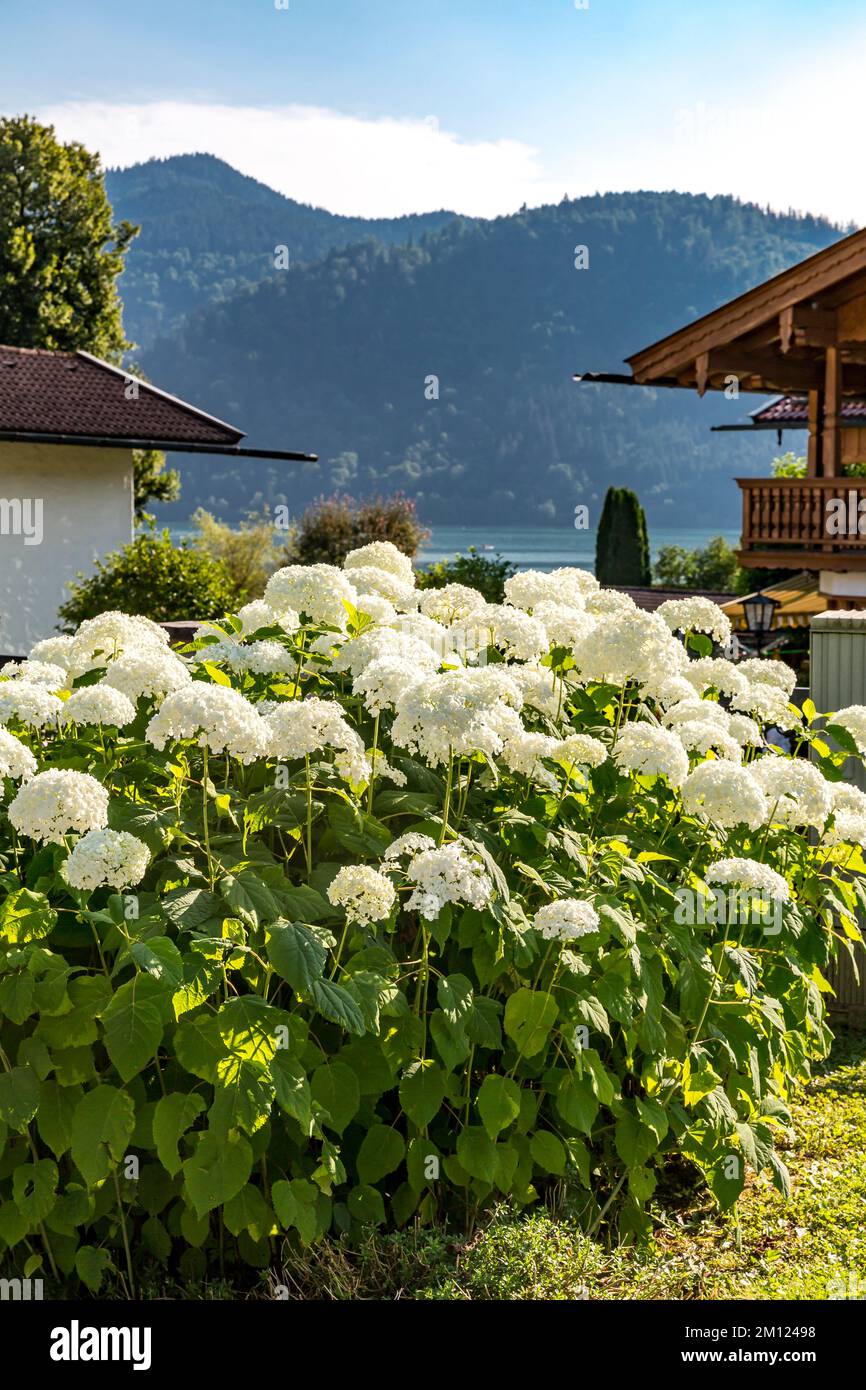 White hydrangea, Hydrangea arborescens, Schliersee locality, Upper Bavaria, Bavaria, Germany, Europe Stock Photo