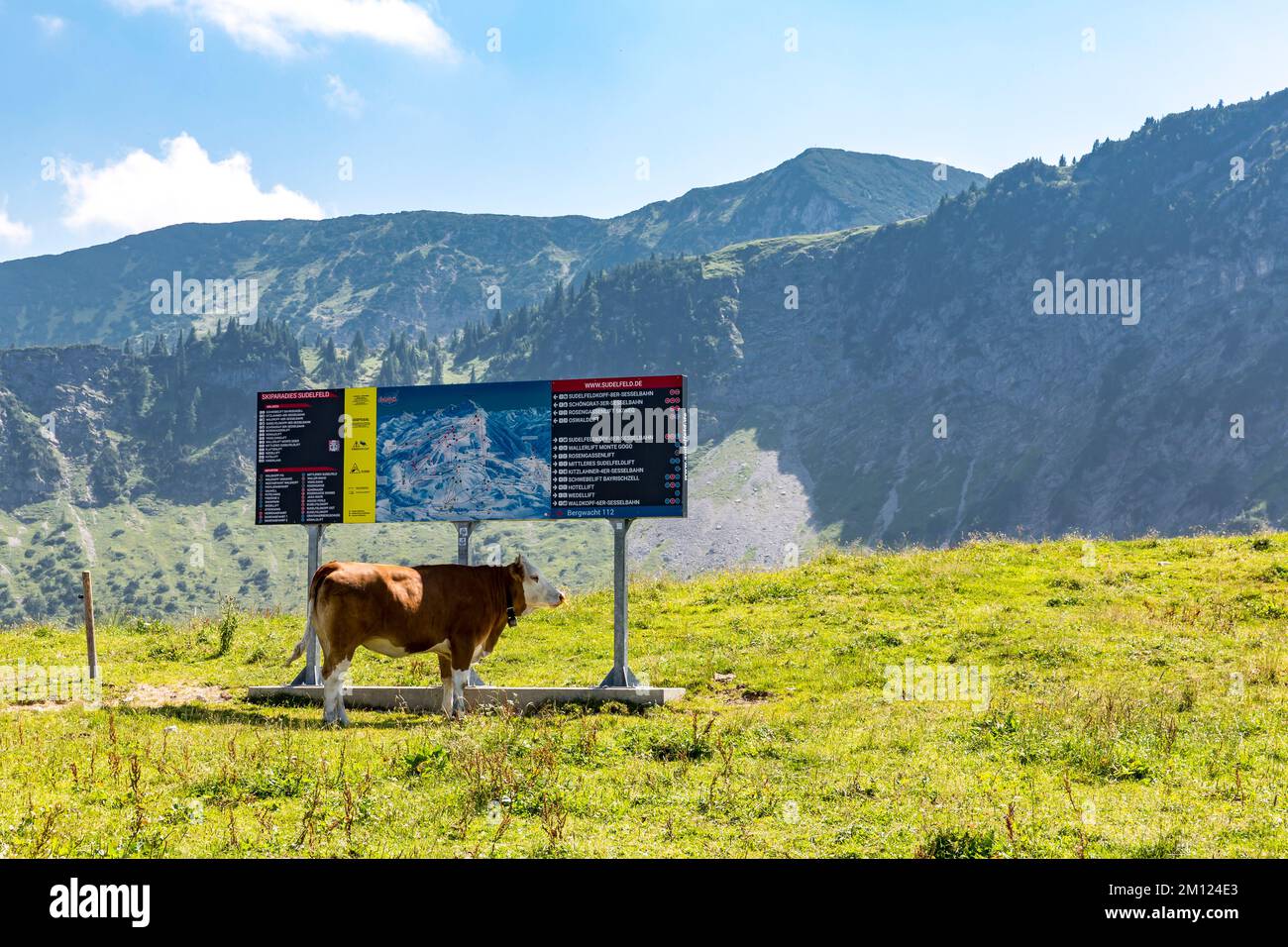 Cow under the slope plan, Sudelfeld ski resort, alpine pasture, Oberes Sudelfeld, near Bayrischzell, Mangfall Mountains, Upper Bavaria, Germany, Europe Stock Photo