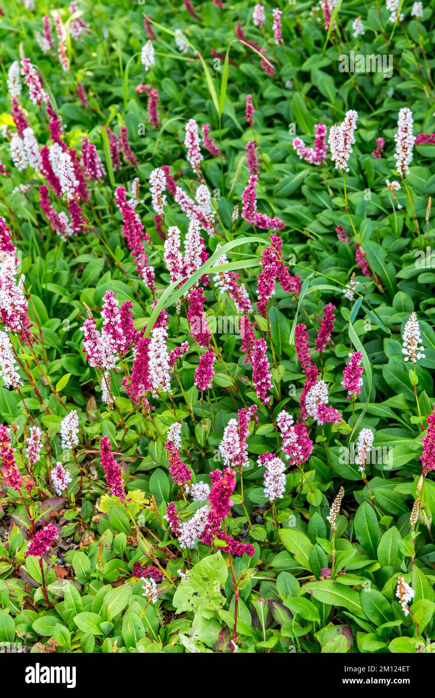 Knotweed, Persicaria, Upper Sudelfeld, Bayrischzell, Mangfall Mountains, Upper Bavaria, Bavaria, Germany, Europe Stock Photo