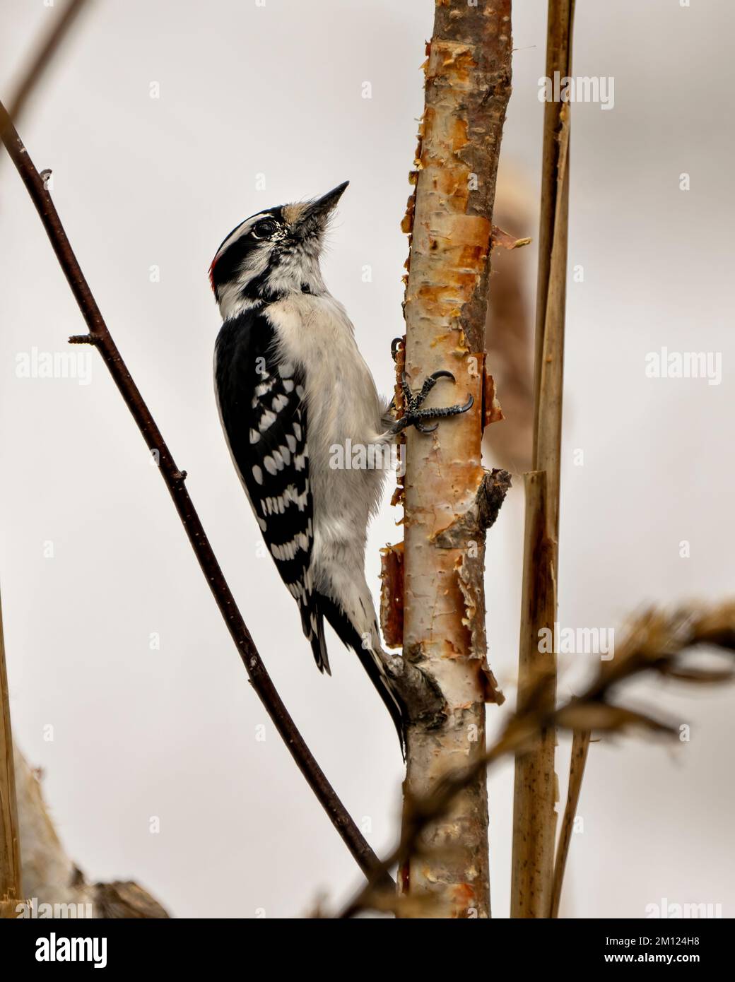 Woodpecker Downy male on a birch branch with a blur white background in its environment and habitat surrounding displaying white and black feather. Stock Photo