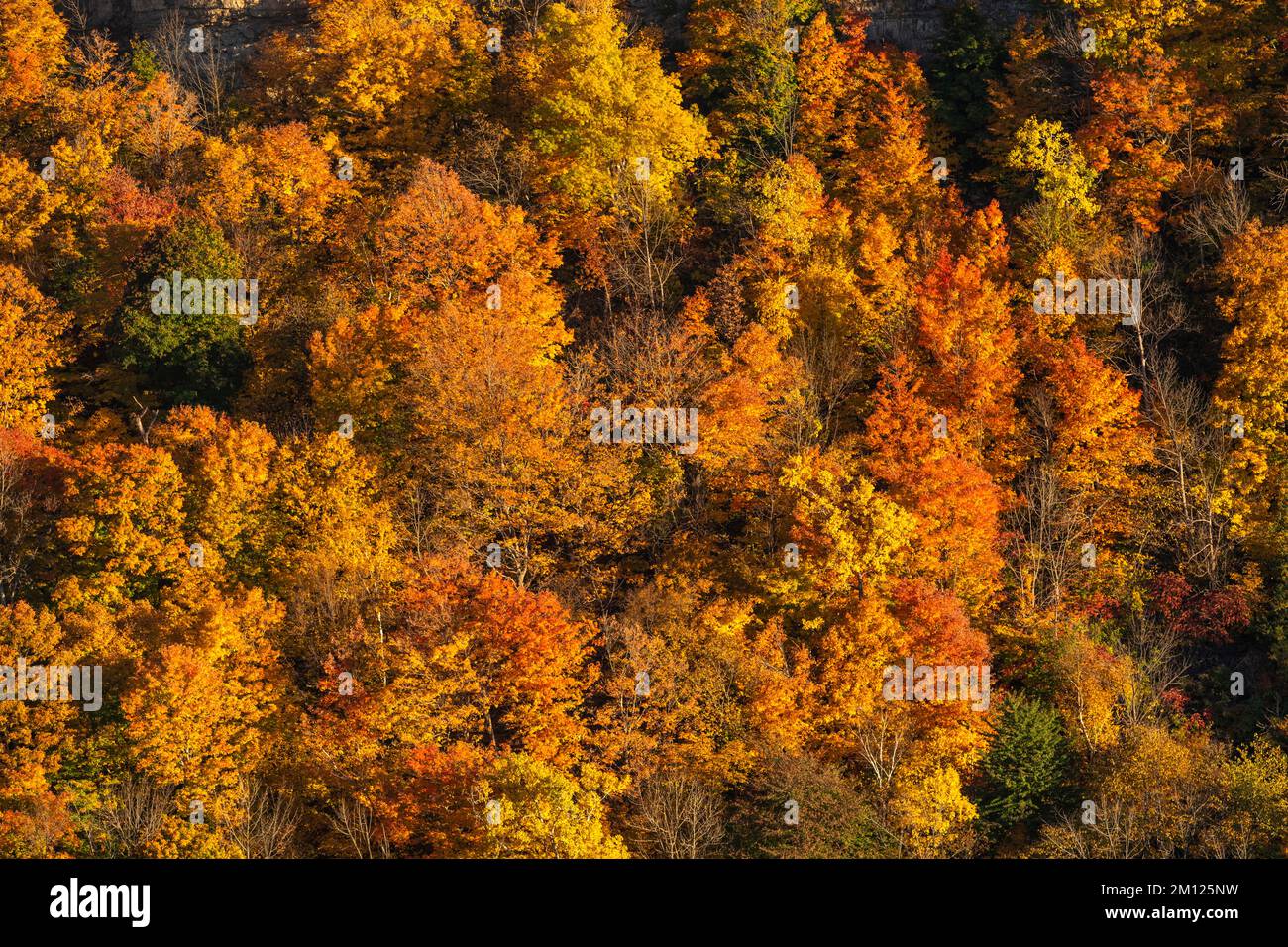 Canada, Ontario, Niagara Falls, The Niagara Gorge in Autumn with full fall colors Stock Photo
