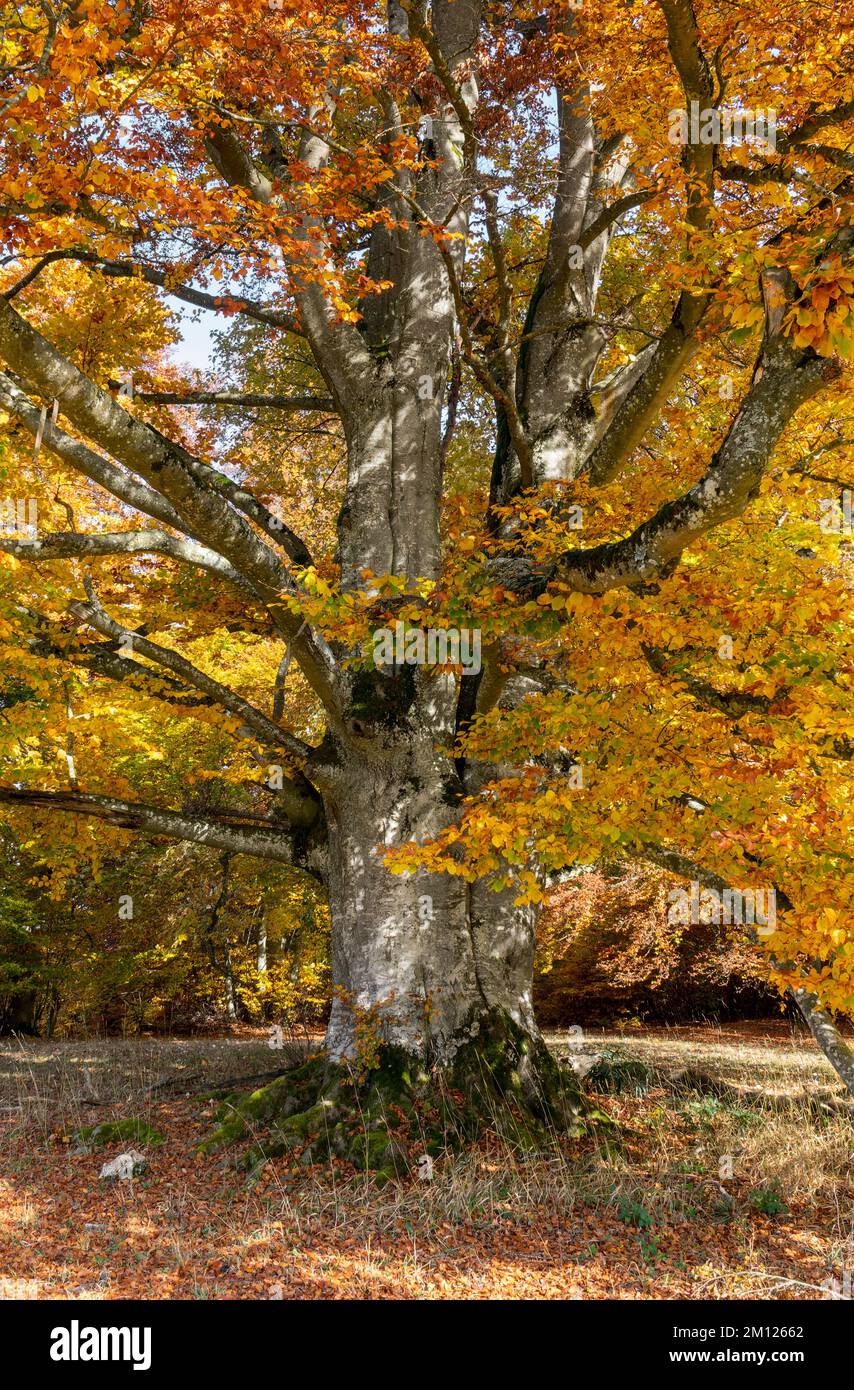 Large copper beech trees hi-res stock photography and images - Alamy
