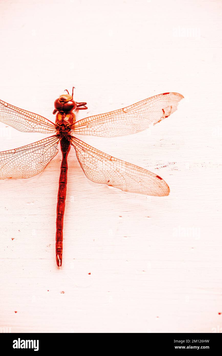 Close up of red dragonfly Stock Photo