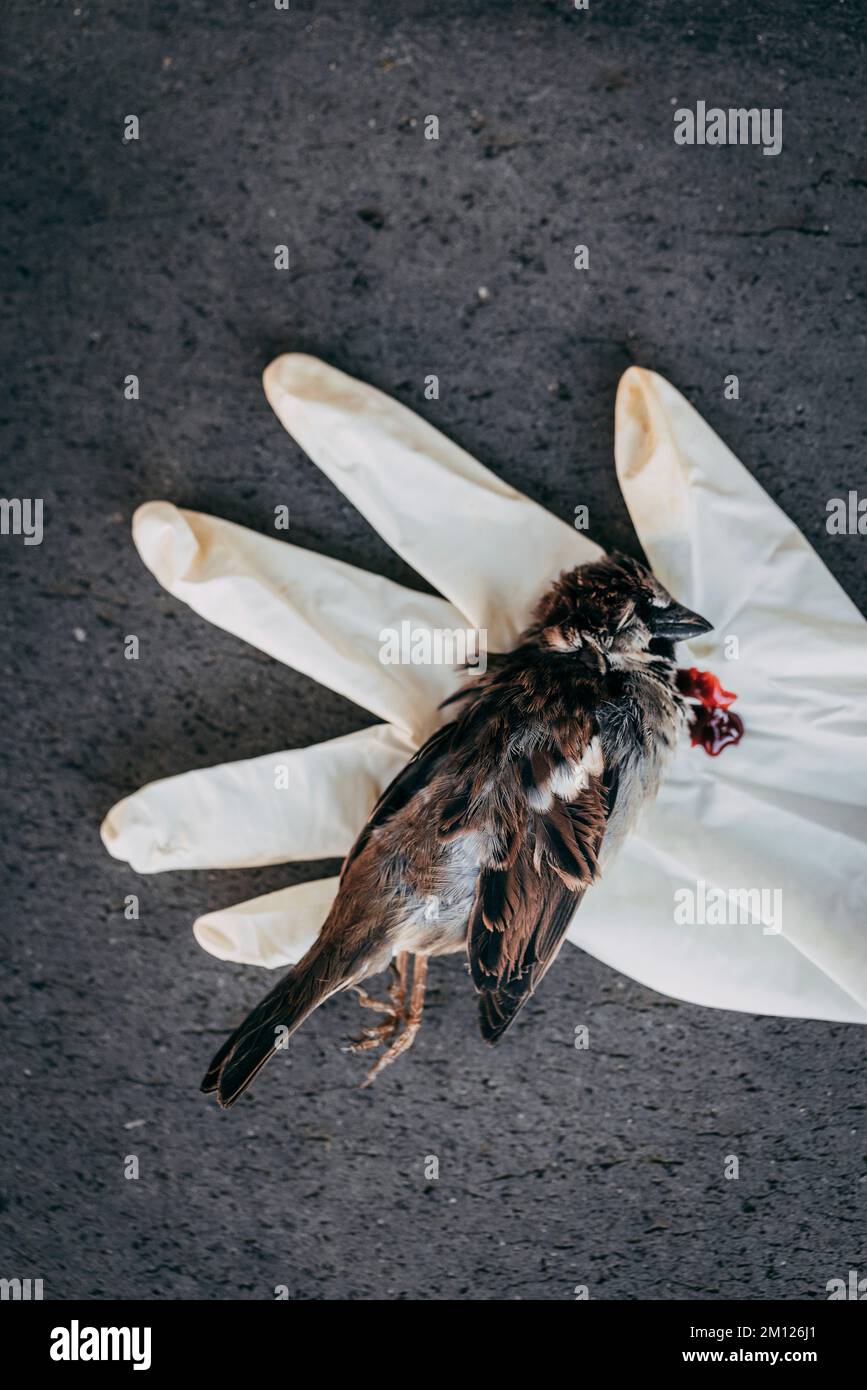 Dead sparrow on a white rubber glove with drops of blood Stock Photo