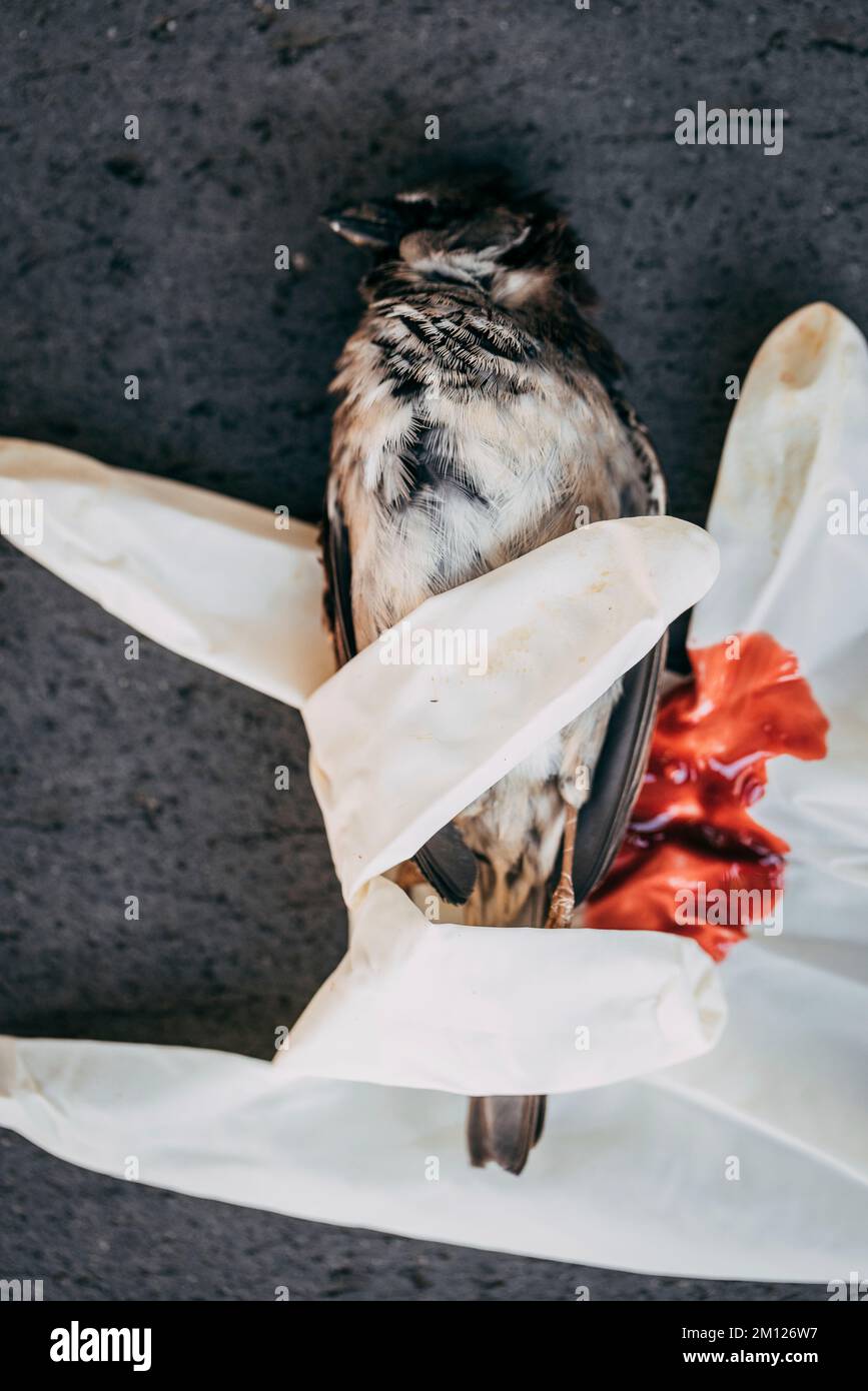 Dead sparrow on a white rubber glove in a pool of blood Stock Photo