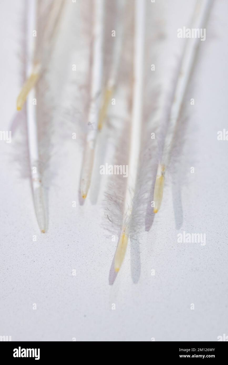 Close up of white bird feathers on white background Stock Photo