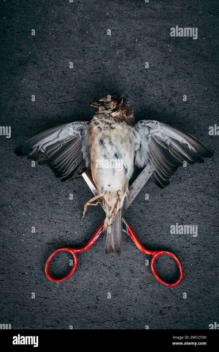 Opened scissors under bird with spread wings Stock Photo