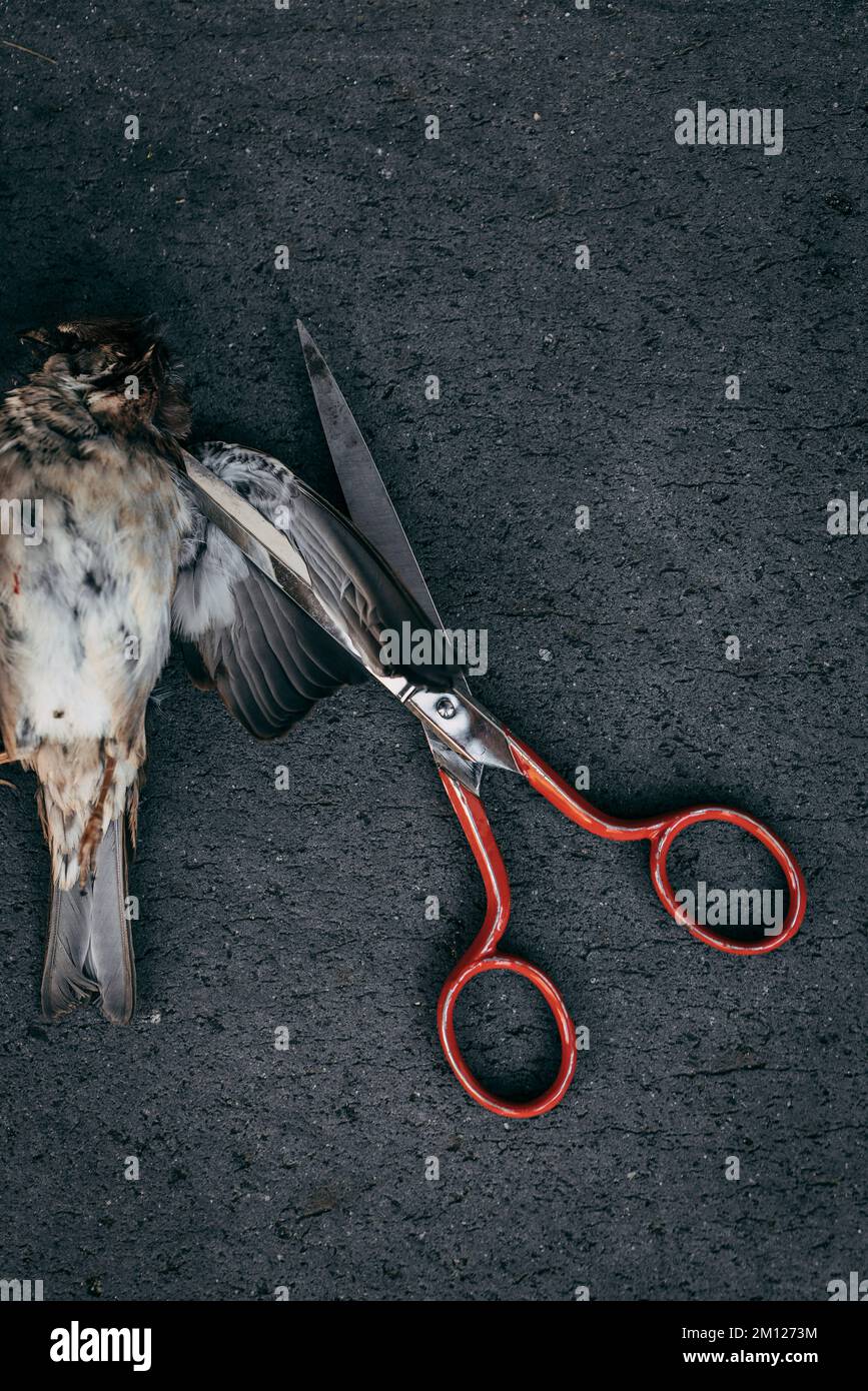 Metal scissors with red handle in wing of dead bird Stock Photo