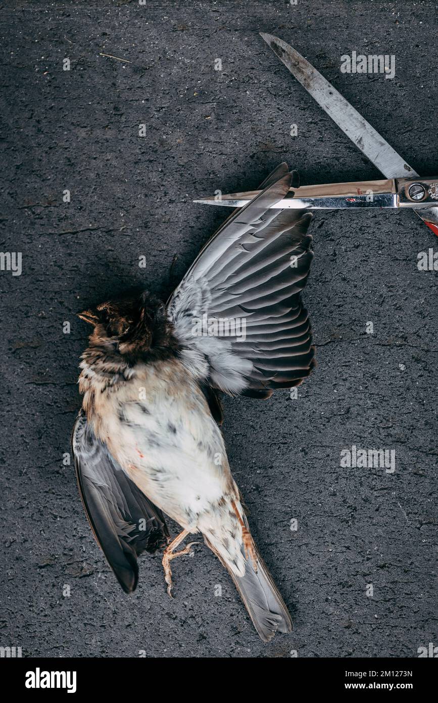 Dead bird with scissors in spread wing Stock Photo