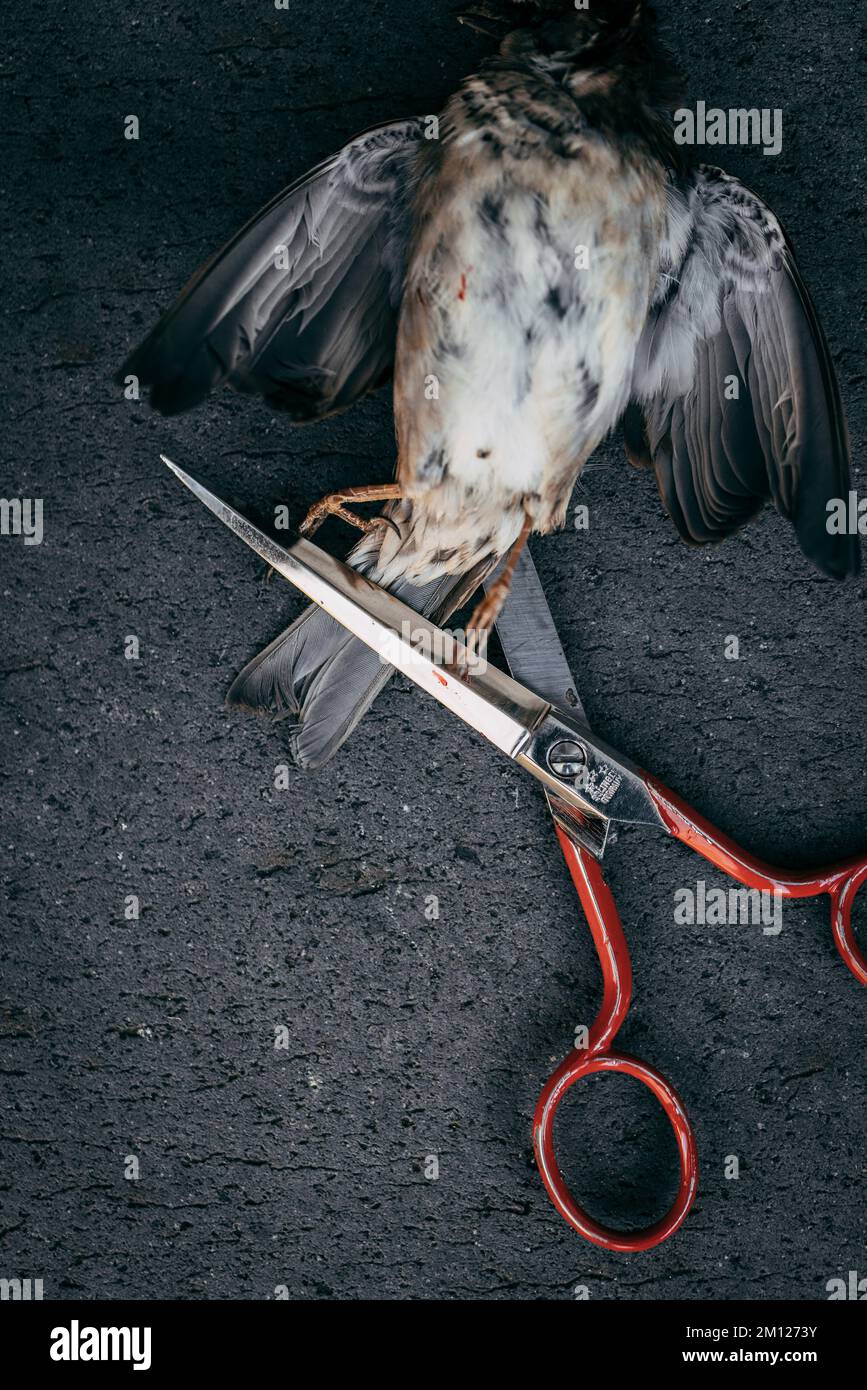 Dead bird with scissors on tail feather Stock Photo