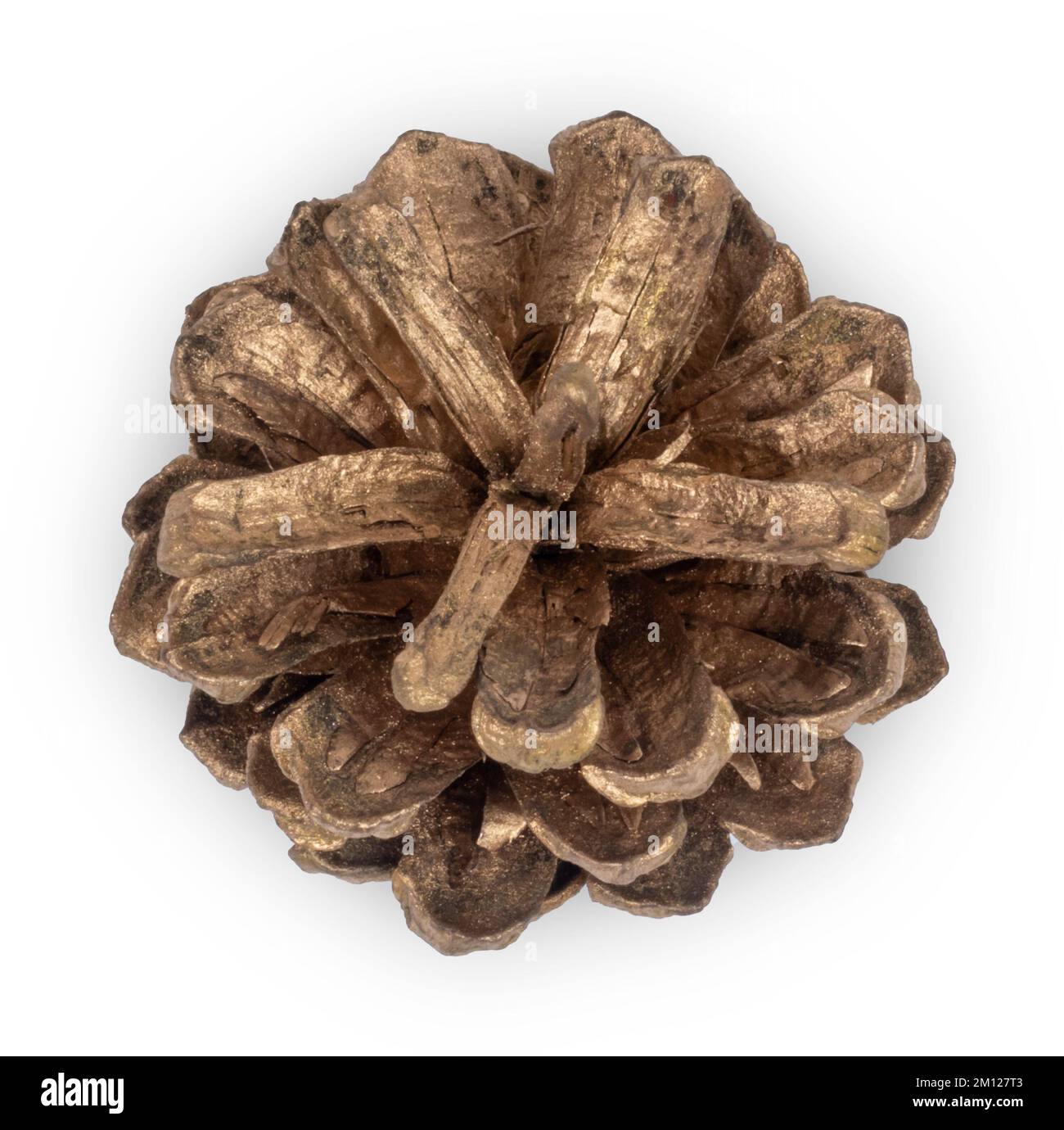 Golden pine cone isolated on white background. Stock Photo