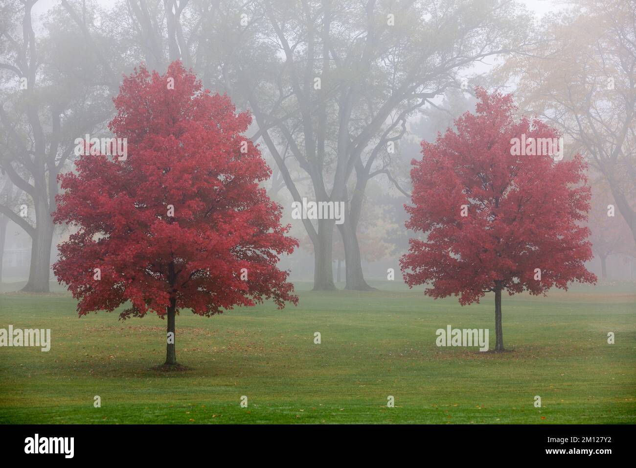 Canada, Ontario, Niagara on the Lake,  group of trees in fog Stock Photo